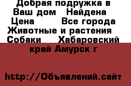 Добрая подружка,в Ваш дом!!!Найдена › Цена ­ 10 - Все города Животные и растения » Собаки   . Хабаровский край,Амурск г.